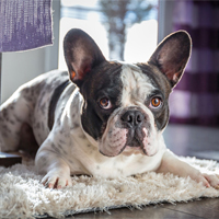 How to Remove Pet Hair from Carpets and Rugs